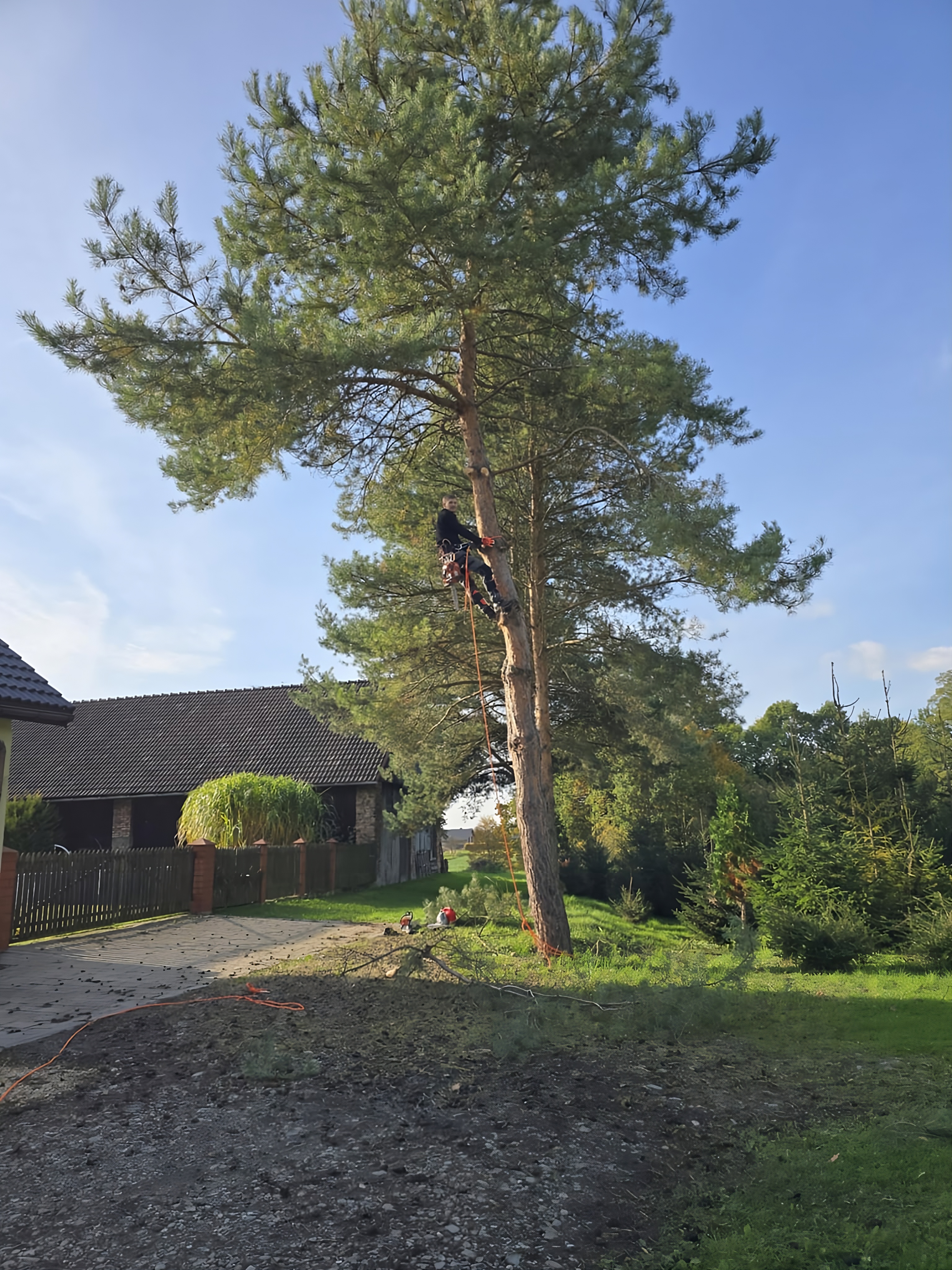 Wycinka alpinistyczna drzew w Hażlachu